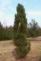 Pinus ponderosa var scopulorum IMG_9263 Sosna żółta